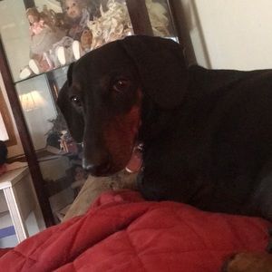 Meet your Posher, Bonnie